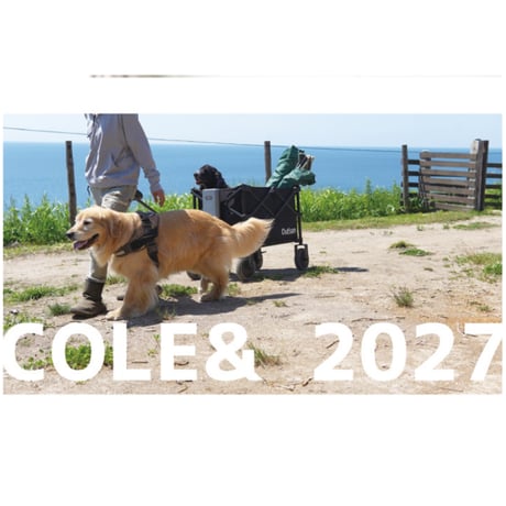 【予約販売】 こーる君たち ゴールデンレトリバー 犬 2027年 壁掛け カレンダー KK27261