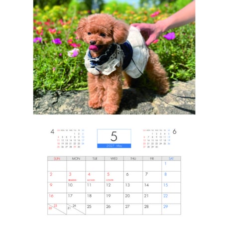【予約販売】 トイプードル犬のコロン 2027年 壁掛け カレンダー KK27056