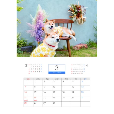 【予約販売】 柴犬の春子＆福 2027年 壁掛け カレンダー KK27280