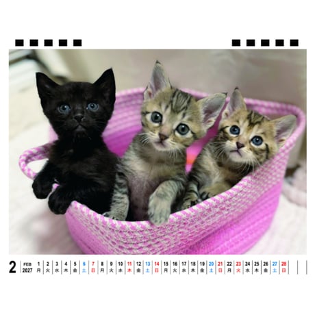 【予約販売】 ねこたま庵 猫 2027年 卓上 カレンダー TA27201