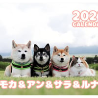 【予約販売】 柴犬 モカ＆アン＆サラ＆ルナ 2027年 壁掛け カレンダー KK30176