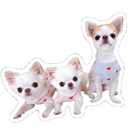 【予約販売】 おもちちゃん＆おかゆちゃん＆おしるこくん チワワ 犬 ステッカー No37 3枚セット