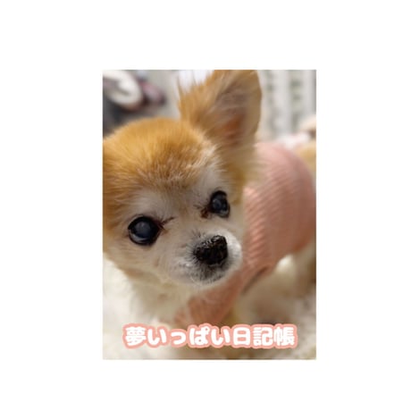 【予約販売】 さくら チワワ 犬 日記帳No12 DR012NN