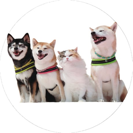 【予約販売】 柴犬 モカ＆アン＆サラ＆ルナ 缶バッジ No11 3個セット