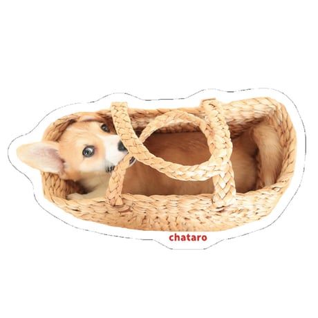 【予約販売】 初めてのコーギー 犬 ステッカー No33 3枚セット