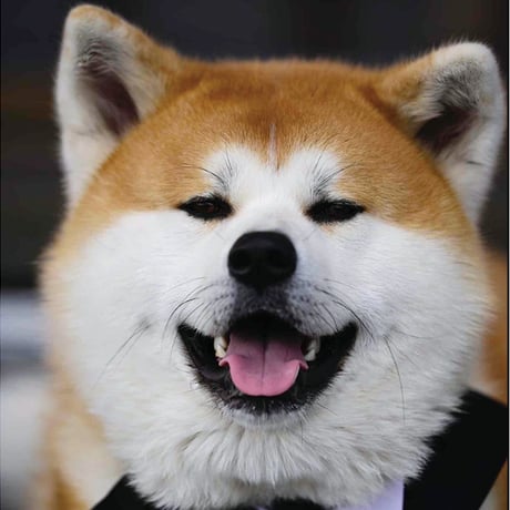 【予約販売】 秋田犬の陸奥 ステッカーNo30 3枚セット SU030NN