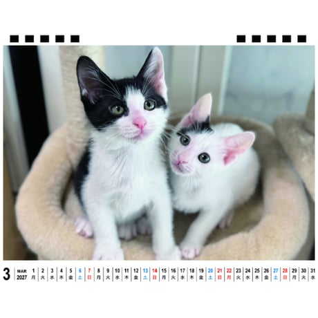 【予約販売】 ねこたま庵 猫 2027年 卓上 カレンダー TA27201