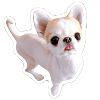 【予約販売】 おもちちゃん＆おかゆちゃん＆おしるこくん チワワ 犬 ステッカー No36 3枚セット