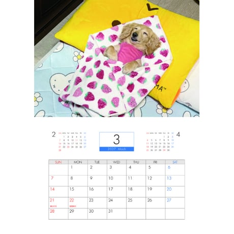【予約販売】 くぅ＆らいら ミニチュアダックス 犬 2027年 壁掛け カレンダー KK27249