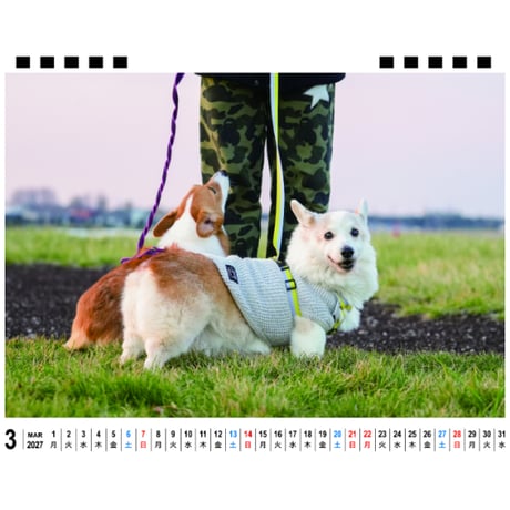 【予約販売】 ノエル＆モナ コーギー 犬 2027年 卓上 全面 カレンダー TA27265