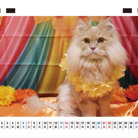 【予約販売】 アクアとフランマ 猫 マンチカン サイベリアン 2027年 卓上 カレンダー TC27181