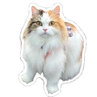 【予約販売】 柴犬 モカ＆アン＆サラ＆ルナ ステッカー No34 3枚セット
