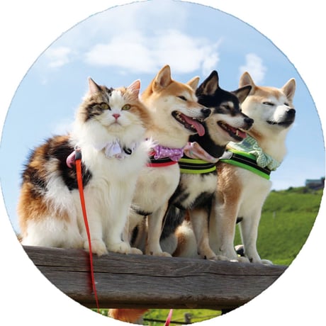 【予約販売】 柴犬 モカ＆アン＆サラ＆ルナ 缶バッジ No11 3個セット