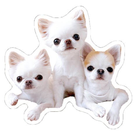 【予約販売】 おもちちゃん＆おかゆちゃん＆おしるこくん チワワ 犬 ステッカー No37 3枚セット