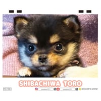 【予約販売】 SHIBA CHIWA TORO 犬 2027年 卓上 カレンダー TC27293