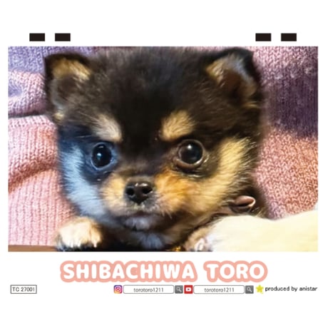【予約販売】 SHIBA CHIWA TORO 犬 2027年 卓上 カレンダー TC27293