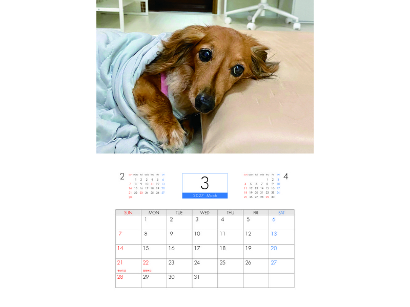 予約販売】 ローちゃん ミッちゃん ダックスフンド 犬 2027年 壁掛け