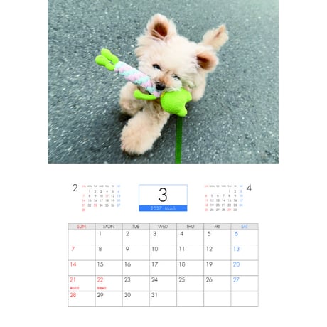 【予約販売】 クレマ トイプードル 犬 2027年 壁掛け カレンダー KK27235