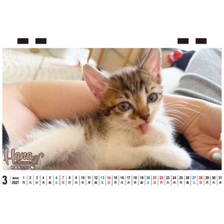 【予約販売】 Hana Channel 保護猫ライフ 2027年 卓上 カレンダー TC27301