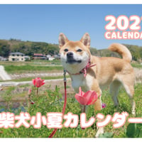 【予約販売】 柴犬 小夏 2027年 壁掛け カレンダー KK27098