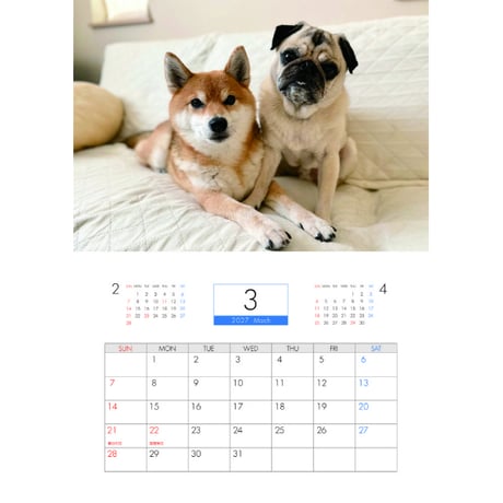 【予約販売】 ラル＆アキ パグ 柴犬 2027年 壁掛け カレンダー KK27149