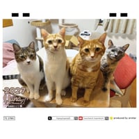 【予約販売】 Hana Channel 保護猫ライフ 2027年 卓上 カレンダー TC27301