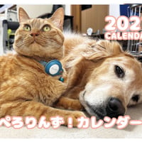 【予約販売】 ゴールデンレトリバー犬＆保護猫 ぺろりんず！ 2027年 壁掛け カレンダー KK27047