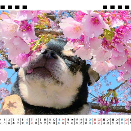 【予約販売】 ちわわん生活 犬 チワワ 2027年 卓上 カレンダー TA27067