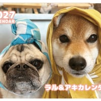 【予約販売】 ラル＆アキ パグ 柴犬 2027年 壁掛け カレンダー KK27149