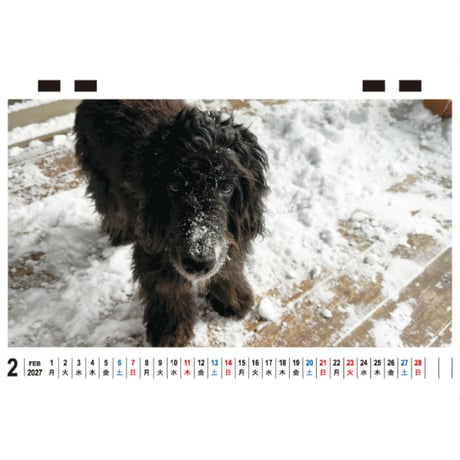 【予約販売】 こーる君たち ゴールデンレトリバー 犬 2027年 卓上 カレンダー TC27262