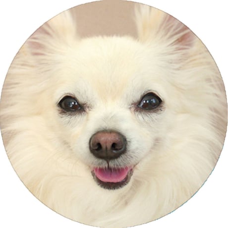 【予約販売】 ちわわん生活 犬 チワワ 缶バッジNo9 3個セット GE009NN