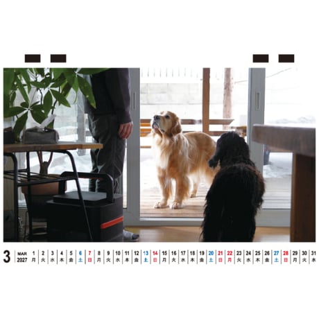 【予約販売】 こーる君たち ゴールデンレトリバー 犬 2027年 卓上 カレンダー TC27262