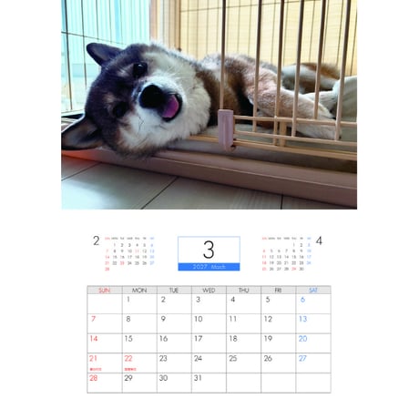【予約販売】 柴犬のあず花 2027年 壁掛け カレンダー KK31182