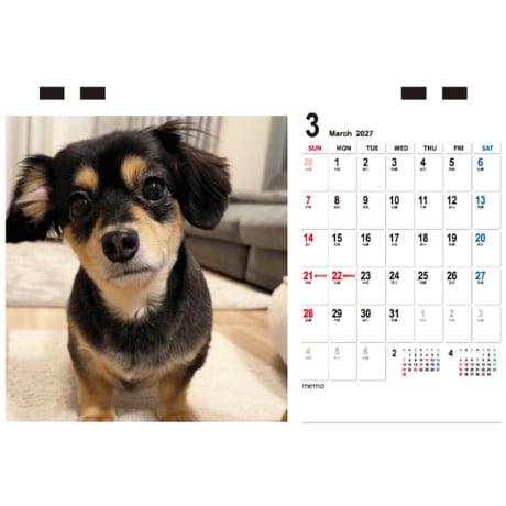 【予約販売】 うみくん アザラシ犬 チワックス 2027年 卓上 カレンダー TC27222