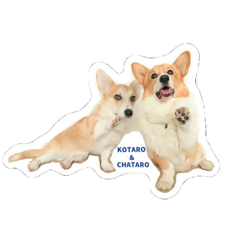 【予約販売】 初めてのコーギー 犬 ステッカー No33 3枚セット