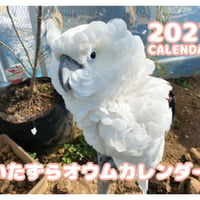 【予約販売】 ふくろうのトゥルちゃん 2027年 壁掛け カレンダー KK27105  のコピー