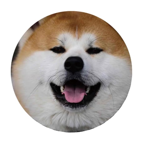 【予約販売】 秋田犬の陸奥 缶バッジNo6 3個セット GE006NN