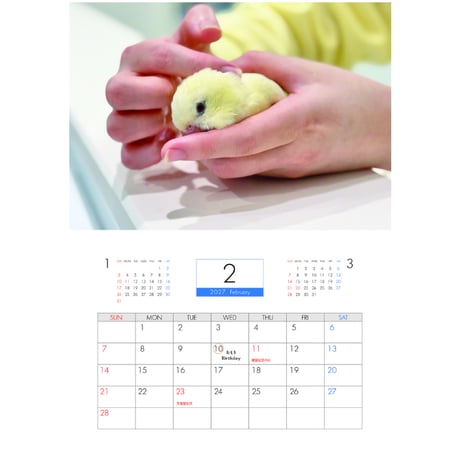 【予約販売】 2羽と暮らすあんずちゃんねる インコ 2027年 壁掛け カレンダー KK27294