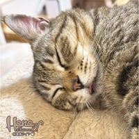 【予約販売】 Hana Channel 保護猫ライフ ステッカー 3枚セット SU042NN