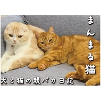 【予約販売】 犬と猫の親バカ日記 まんまる猫 2027年 壁掛け カレンダー KK27112