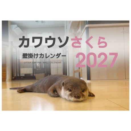 【予約販売】 カワウソ さくら 2027年 壁掛け カレンダー KK27296