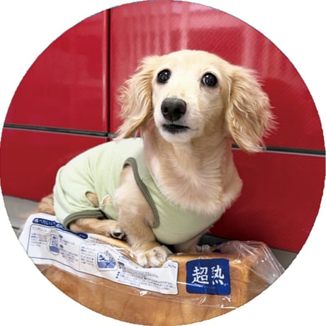 【予約販売】 くぅ＆らいら ミニチュアダックス 犬 缶バッジ 3個セット GE017NN