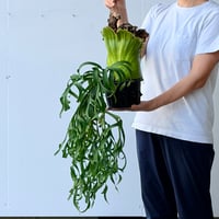 【2026.7/9〜】ビカクシダポット苗　 P. coronarium 'Thailand Dwarf'_2