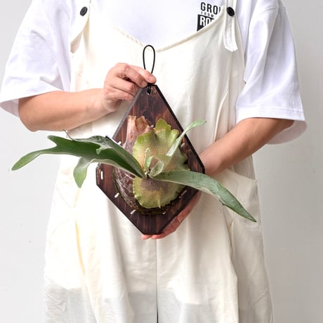 【2026.8/27〜】板付ビカクシダ　P. veitchii 'Lemoinei'