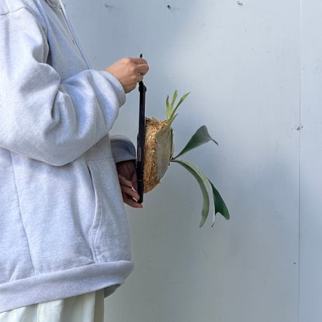 【2026.10/1〜】板付ビカクシダ　  P. veitchii 'Auburn River' × P. veitchii wild sporeling
