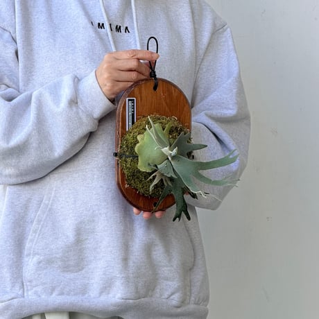【2026.10/8〜】板付ビカクシダ　  P. wilinckii 'Bacteria' sporeling