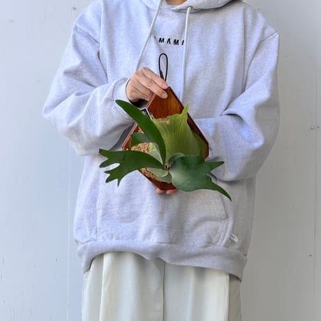 【2026.10/8〜】板付ビカクシダ　 P. 'SS Foong' [pup]