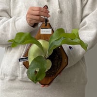 【2026.10/22〜】板付ビカクシダ　P. hillii 'Bangpung’ [pup]