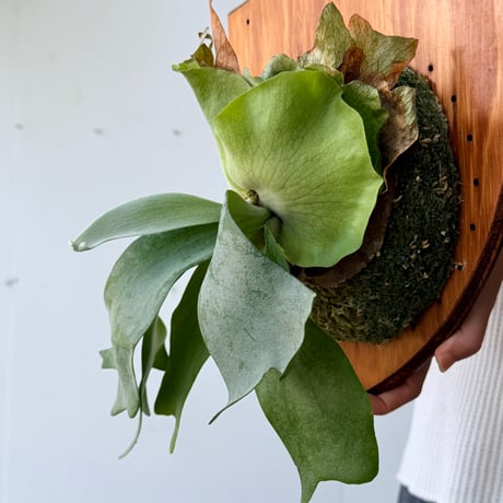 【2026.7/23〜】板付ビカクシダ　P. willinckii sporeling_1