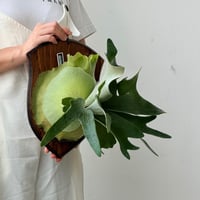 【2026.8/20〜】板付ビカクシダ　P. veitchii × P. willinckii [TC]